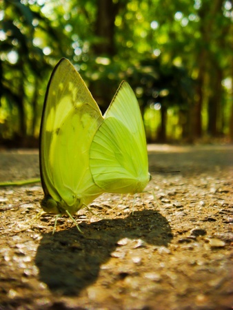Two butterfly reproductive capacityの写真素材