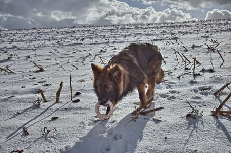 Bakarat the German Shepherd Dog playing in snow.の写真素材