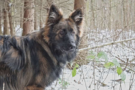 Bakarat the German Shepherd Dog playing in snow.の写真素材