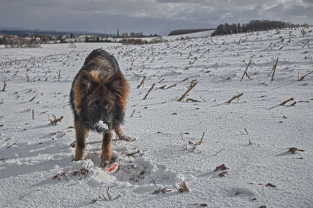 Bakarat the German Shepherd Dog playing in snow.の写真素材
