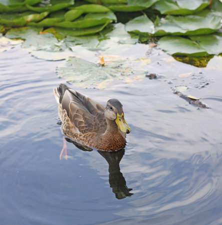 Female mallard duck. Portrait of a duck with reflection in clean water. Wild duck swimming.の写真素材