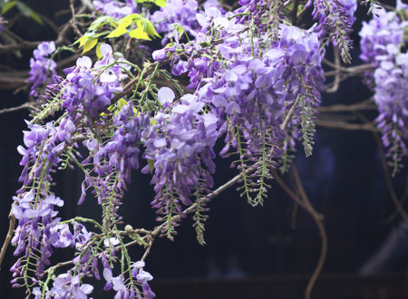 Wisteria blossom. Chinese Wisteria and Japanese Wisteria Floribunda Macrobotrys bloom. Blue Rain Wisteria Flowers. Space for textの写真素材