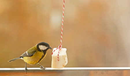 The care for wild birds in winter, feed birds in cold weather. Little garden bird Great tit Parus major in natureの写真素材