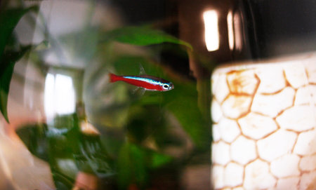 Red neon fish swimming in water. Cardinal Tetra Fish or Paracheirodon axelrodi - small tropical...