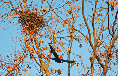 The rook flies from its nest on the tree. Bird beautiful flying rook Corvus frugilegusの写真素材