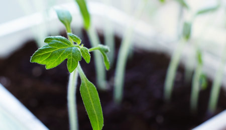 Tomato seedlings in plastic containers. Seedlings of young small tomatoes and growing vegetables on the windowの写真素材
