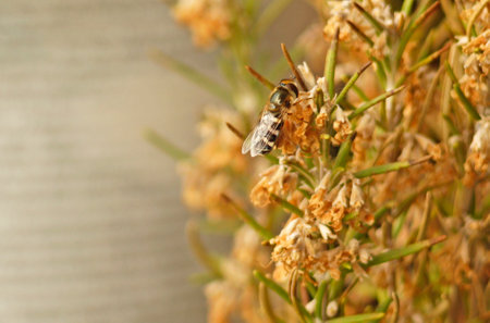 Hoverfly (Syrphidae) in its natural enviroment. Hoverflies, also called flower flies or syrphid flies, are of the insect family Syrphidaeの写真素材