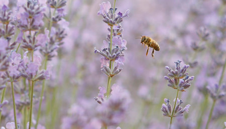 A honey bee flies up to a lavender flower on the meadow