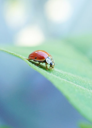 Macro photography of red ladybug with black spots crawling on a green leaf. Ladybird on green leaf. Vertical photoの写真素材