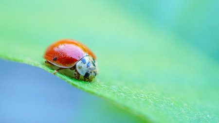 Macro photography with focus on compound eyes of red ladybug with black spotsの写真素材