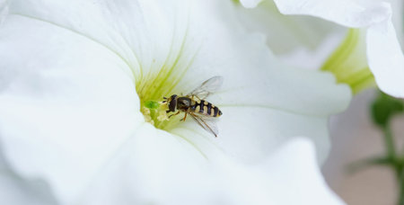 Hoverfly Collecting Nectar from a White Petunia. Hoverflies, also called flower flies or syrphid...