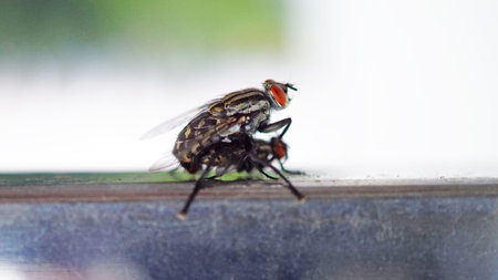 Close-Up Of House Fly Musca domestica. Macro insect photography. Photo of Pair of flies mating