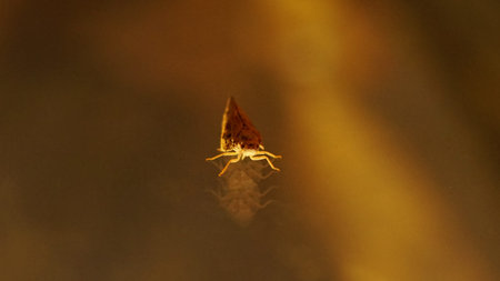 Common froghopper (Philaenus spumarius) is seating on the glass of window. Close-up photo of Meadow spittlebugの写真素材
