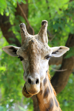 the difficulty of this photo has been to succeed to catch up l' just height in order to realize the first one slowly. Resolved difficulty lying in wait for to me on un' tree.の写真素材