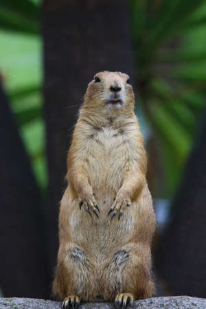 The prairie dog posing for a good shotの写真素材