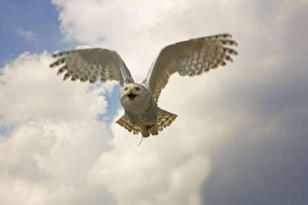 the eagle owl and white checked all 'in a sudden' unusual hours to him. The trouble was given in camera and pull the trigger.の写真素材