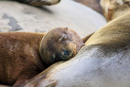 Sleep seal with Momの写真素材