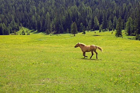 Brown horse gallops in a meadow in the dolomitesの写真素材