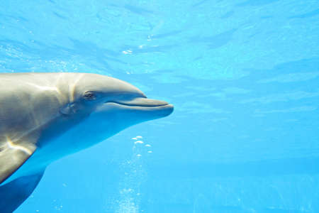 Dolphin swims in the pool at the zooの写真素材