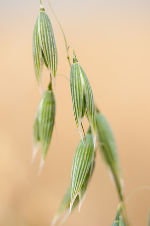 green oats on the fieldの写真素材