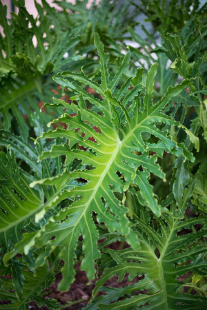 Philodendron Xanadu - Large green and yellow leaf - closeupの写真素材