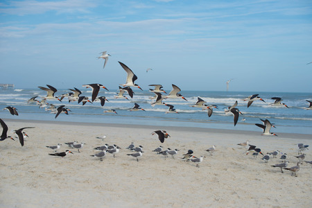Beach, sand, blue sky and birdsの写真素材