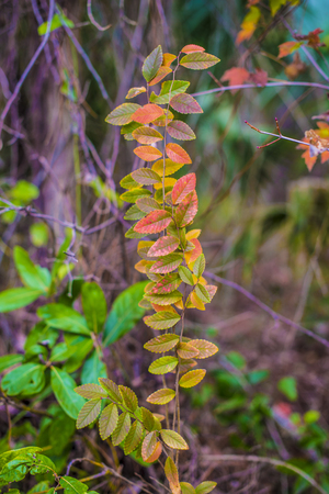 autumn background botanic botanical yellow close-up colorfulの写真素材