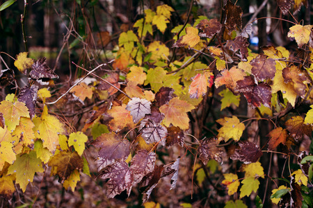 colorful autumn leaves in the forest. natural backgroundの写真素材