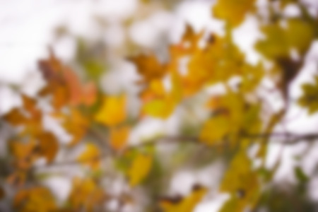 Blurred spring or autumn nature background. Tree on cloudy sky, outdoorの写真素材