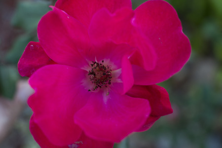 Macro of single red Rose flower at spring with beautiful soft background and empty space for text and designの写真素材