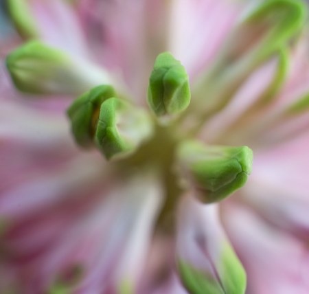 Pink flower close-upの写真素材