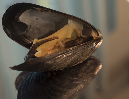 Closeup reflection of mussel on colored shallow backgroundの写真素材