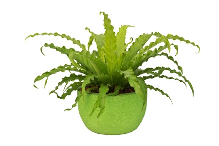 fern in pottery の写真素材