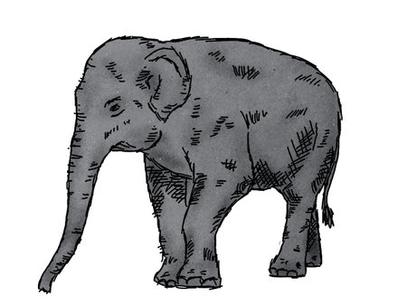 drawing of elephant on paper texture の写真素材