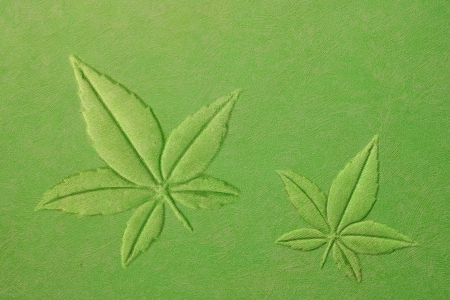 flower in green color cement wall の写真素材