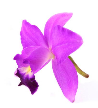 purple orchid isolate の写真素材