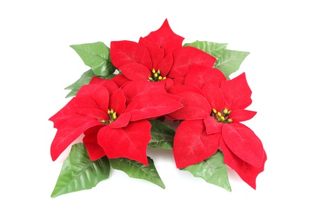 Artificial Poinsettia isolated on white background の写真素材
