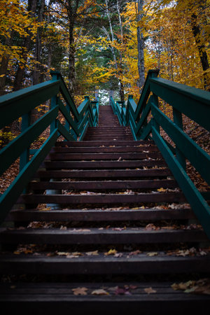 Staircase in the woods