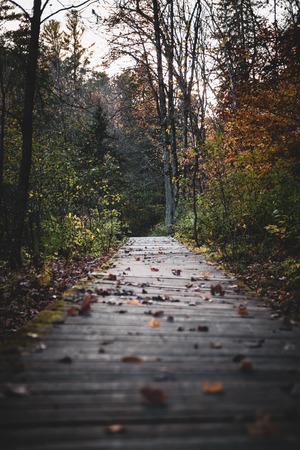 Small path way to jungle background.の写真素材