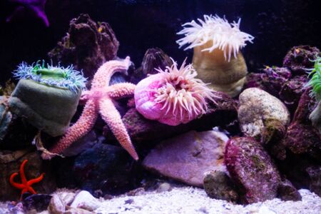 Underwater coral reef background.の写真素材