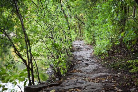 Fall pathway in the woodsの写真素材