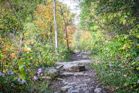 Fall pathway in the forest