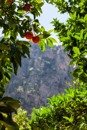 Mandarins trees in Turkey in spring