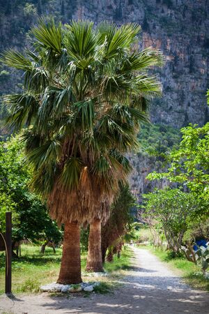 Coconut palm trees perspective viewの写真素材
