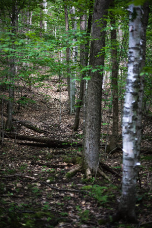Walking in the green woodsの写真素材