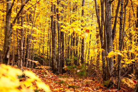 Fall forest in the province of Quebecの写真素材