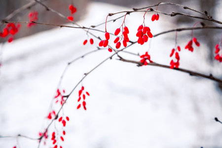 Red Berries covered with snow Canadaの写真素材