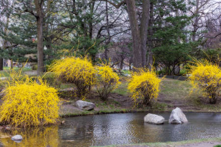 Yellow trees are blooming in the park in Montrealの写真素材