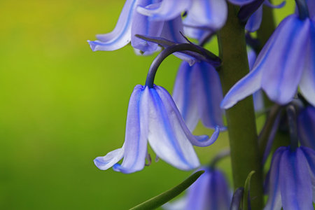 Bluebells