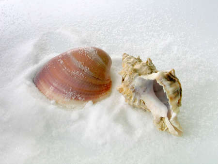 close-up of shells on saltの写真素材